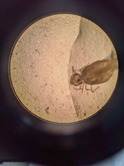 Symphypleona