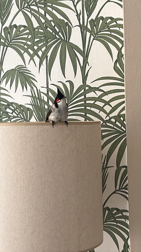 Red-whiskered Bulbul