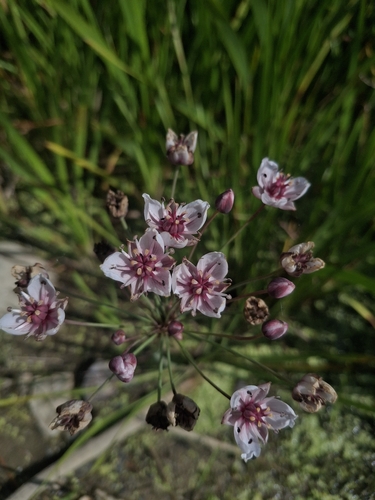 Flowering-rush