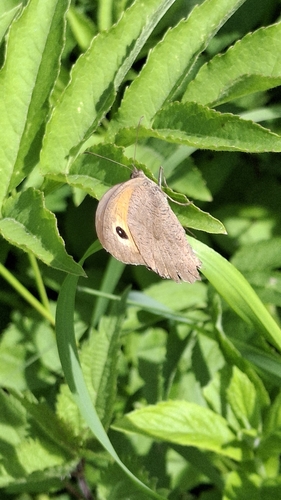 Meadow Brown