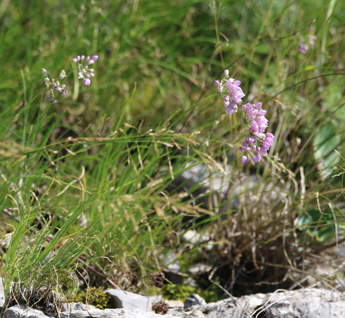 Allium rubens, photograph 2