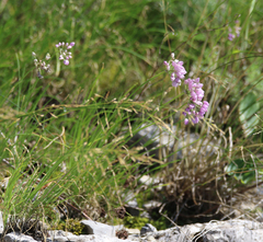Allium rubens, photograph (c) Полина Полежанкина, some rights reserved (CC BY)