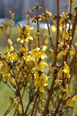 Forsythia × intermedia
