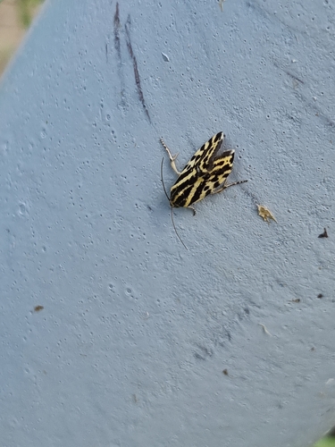 Spotted Sulphur