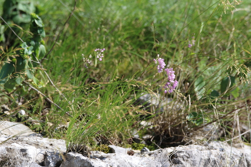 Allium rubens, photograph 3