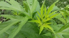 Ambrosia trifida trifida