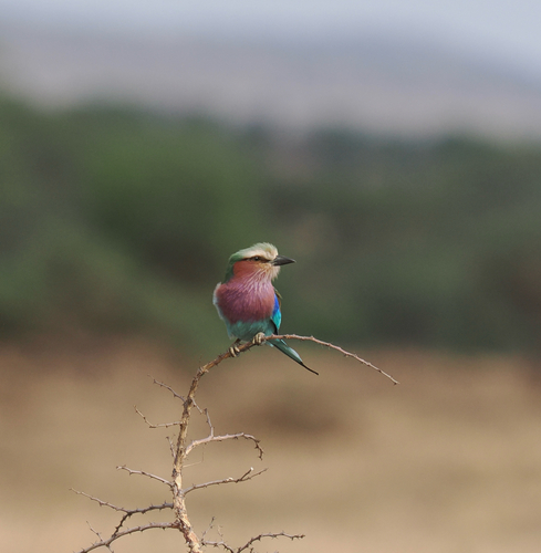 Lilac-breasted Roller