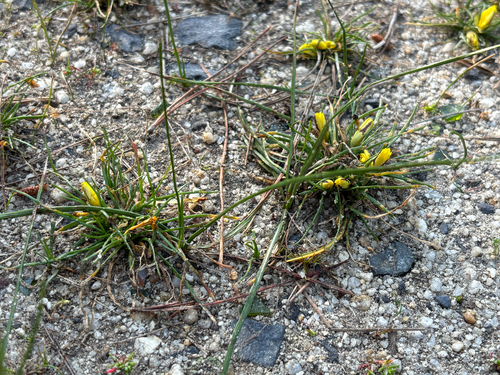 Moraea fugacissima, photograph 4