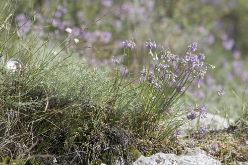 Allium rubens, photograph 1