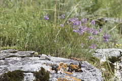 Allium rubens