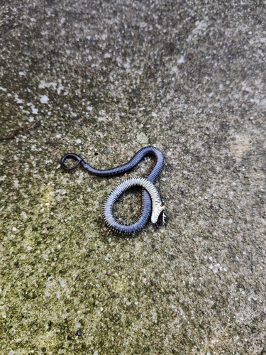 grass snake