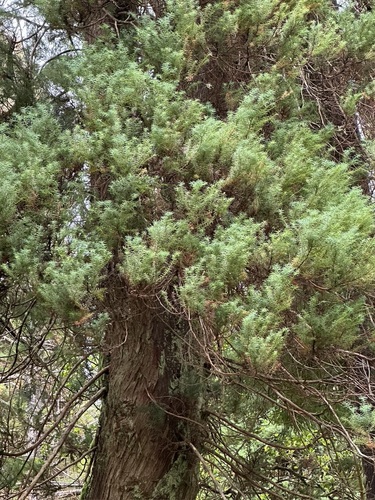 Cryptomeria japonica, photograph 3