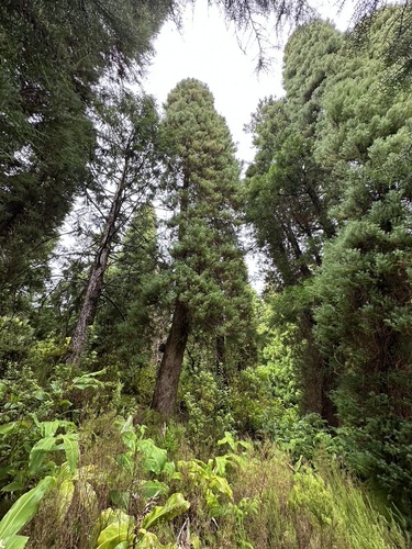 Cryptomeria japonica, photograph 4
