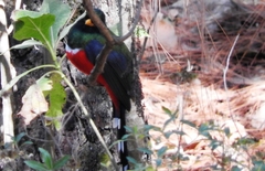 Trogon mexicanus