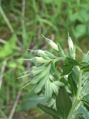 Lithospermum subsetosum