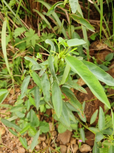 Codariocalyx motorius observed 2026-08-28