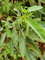Codariocalyx motorius, photograph (c) sneha_forestry, some rights reserved (CC BY-SA)