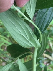Lithospermum subsetosum