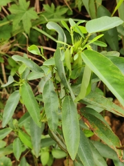 Codariocalyx motorius, photograph (c) sneha_forestry, some rights reserved (CC BY-SA)