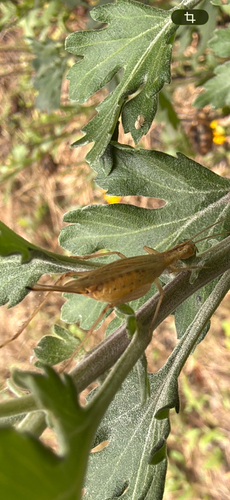 Italian Tree Cricket