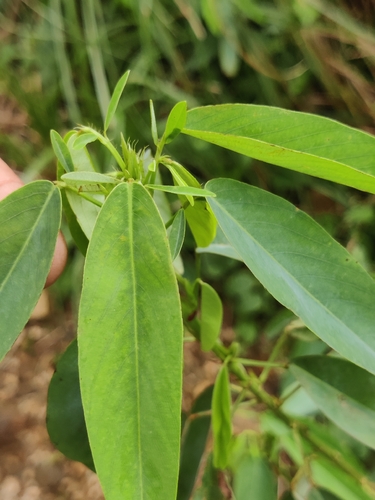 Codariocalyx motorius, photograph 4