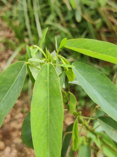 Codariocalyx motorius, photograph 5