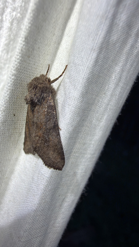Thinker Moth (Lacinipolia meditata)