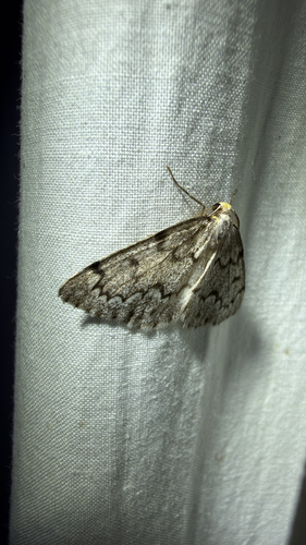 False Hemlock Looper Moth (Nepytia canosaria)