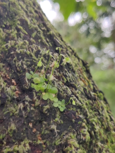 Utricularia striatula, photograph 2