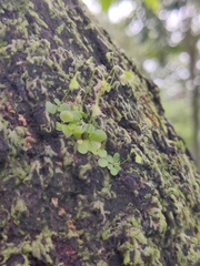 (c) sneha_forestry, some rights reserved (CC BY-SA) Utricularia striatula, photograph (c) sneha_forestry, some rights reserved (CC BY-SA)