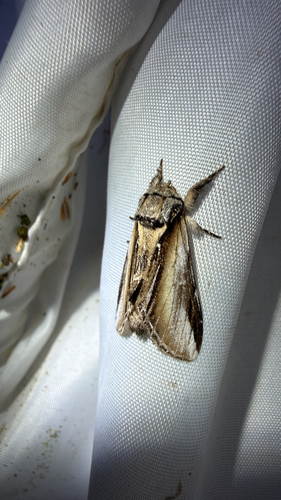 Black-rimmed Prominent (Pheosia rimosa)