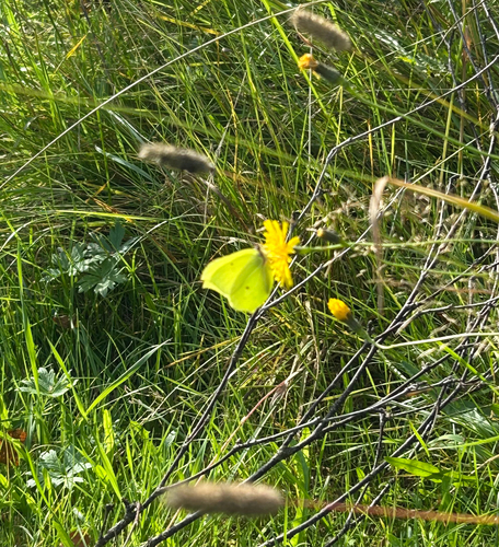 Common Brimstone