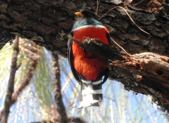 Trogon mexicanus