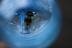 Bombus sichelii