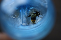 Bombus sichelii