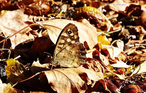 Speckled Wood