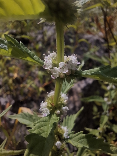 European water-horehound