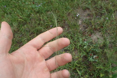 Schedonnardus paniculatus