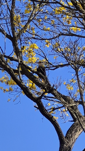 Crested Caracara