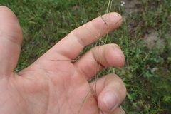 Schedonnardus paniculatus