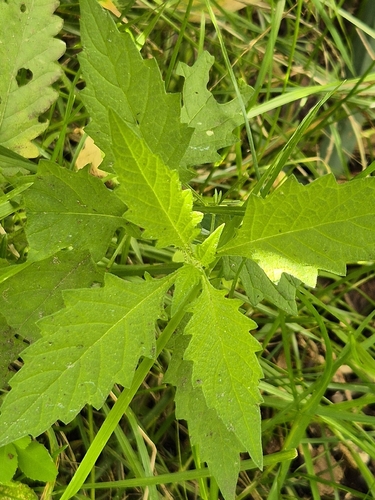 European water-horehound