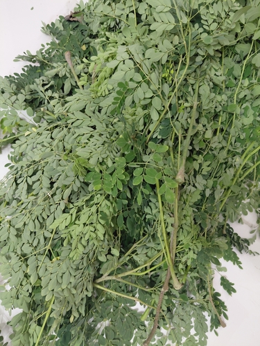 Moringa tree