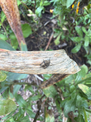 Sloe Bug