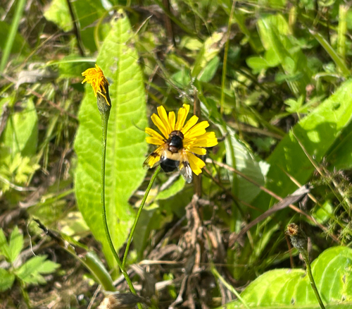 Pellucid Hover Fly