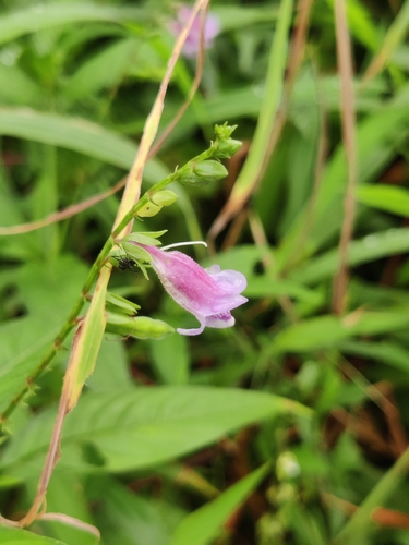 Asystasia dalzelliana