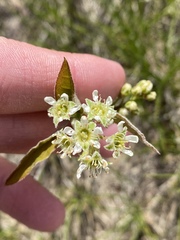 Amelanchier nantucketensis