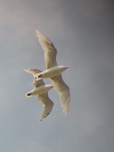 Mediterranean Gull
