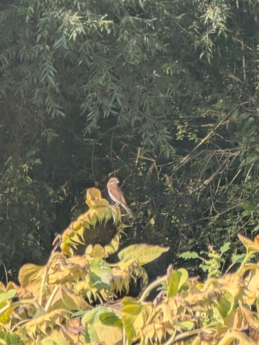 Red-backed Shrike