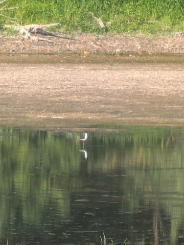Black-winged Stilt