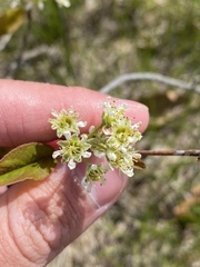 Amelanchier nantucketensis